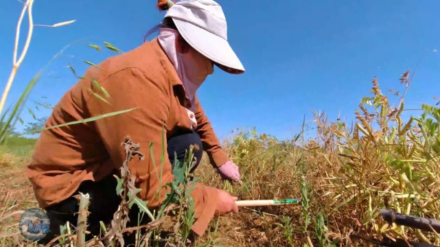 最美的鄉村景色,行走在豐收的鄉間地頭,體驗鄉村人最愛的場景