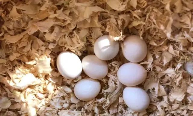 虎皮鹦鹉蛋一直不孵化,切勿强制剥壳!_腾讯新闻