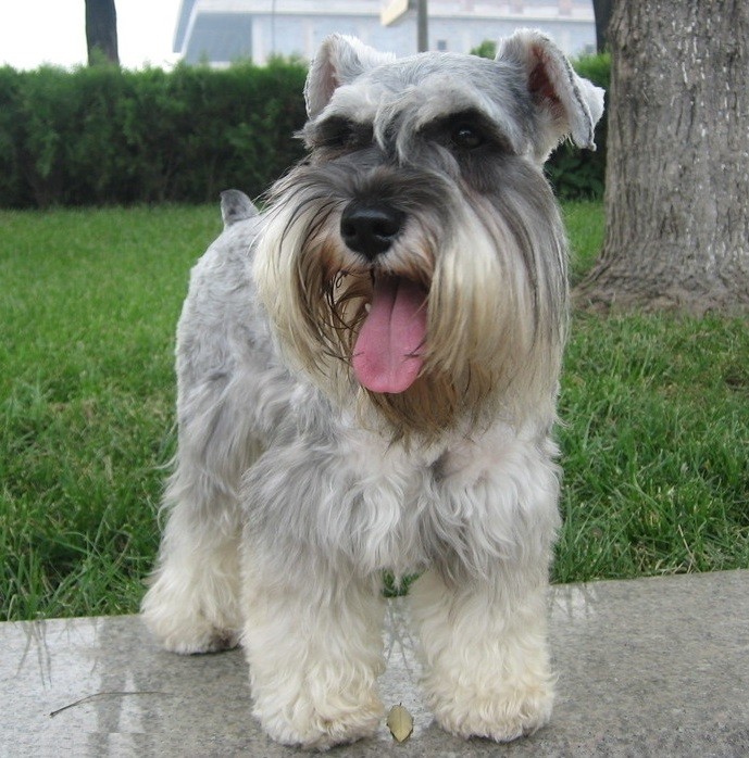 雪纳瑞的性格有好几种你家小雪的性格属于哪一种