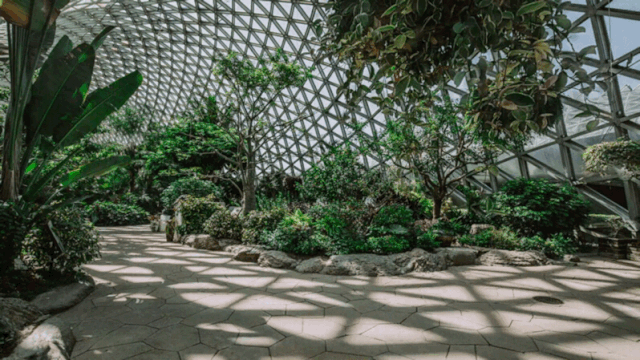 上海辰山植物园展览温室恢复开放啦一大波美图来袭