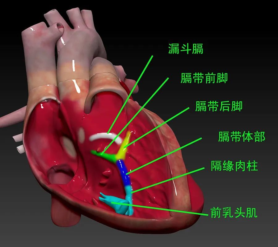 精美图谱,生动形象!换个方式看心脏解剖(2)