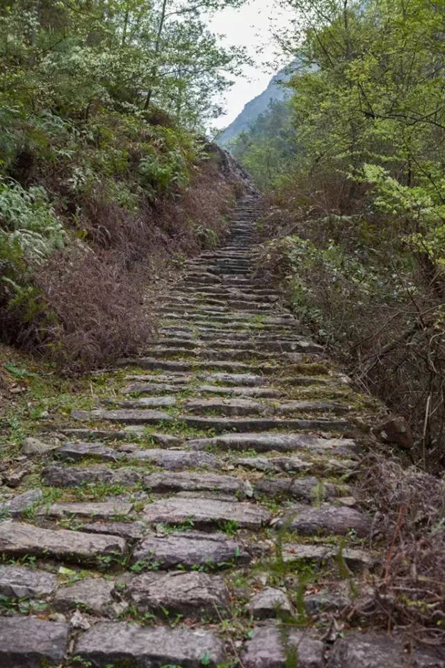 探访永嘉这条浙江最美森林古道,带上相机跟我走!
