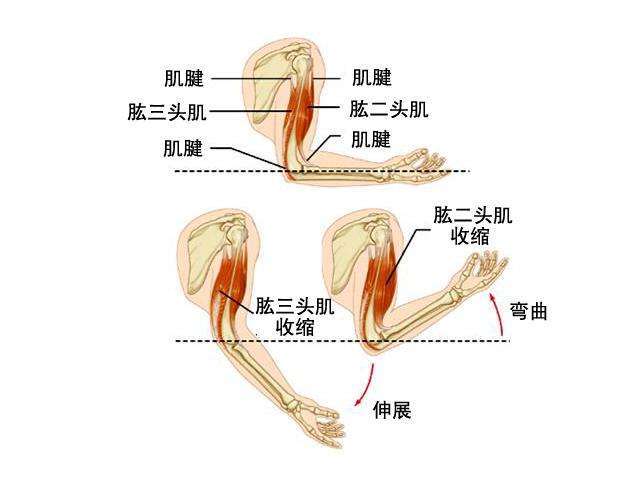 大臂肌肉结构图片