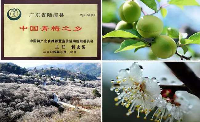 你一票,我一票,"梅子姐姐"c位出道!