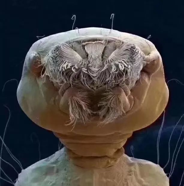 "水"显微镜放大2000倍可以清晰的看到·"水"中"怪兽"