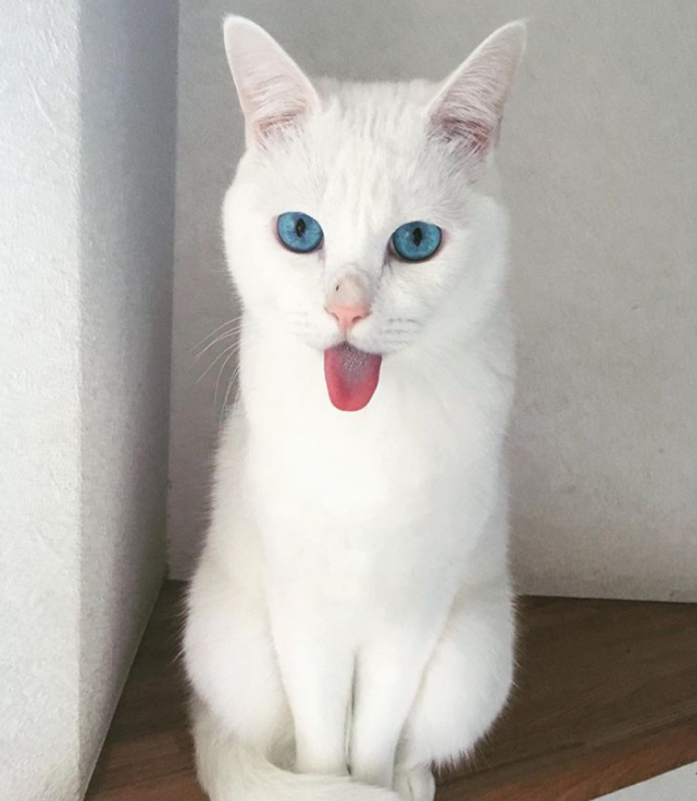 日本一白猫因爱吐小舌头出名,却只给主人看,嘴巴似乎还漏风