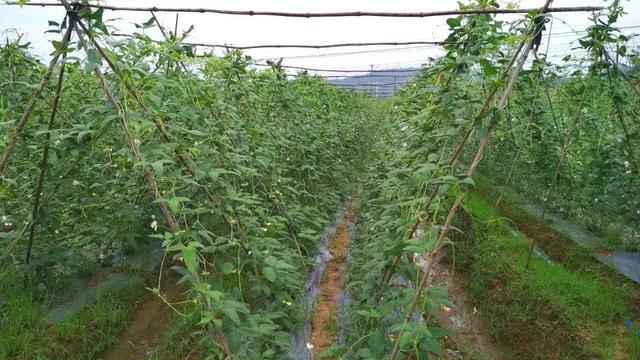 手把手教你种长豆角掌握5个栽培技巧豆角多到吃不完