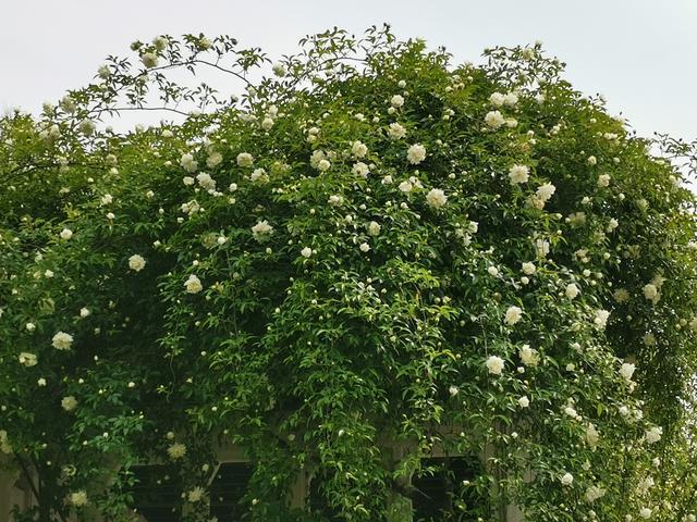 江苏的花 这些小众的树木花卉你见过吗 天下第一香 木香花 腾讯新闻