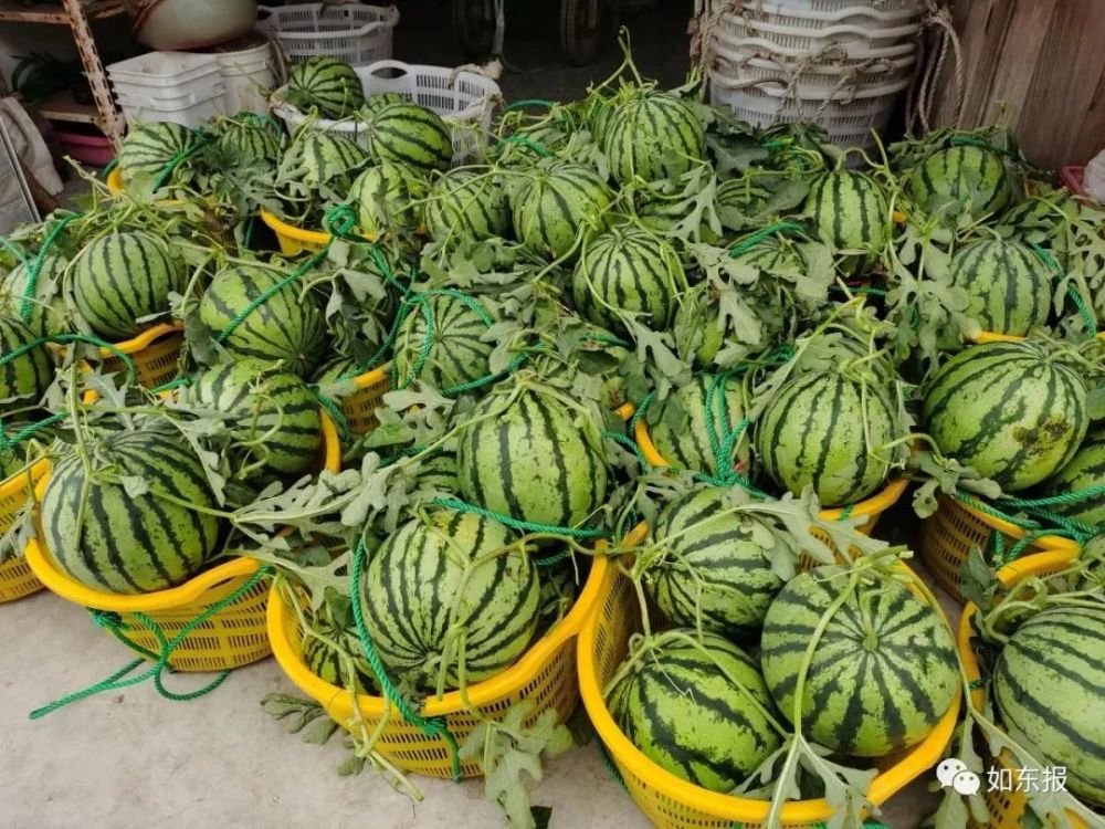 偶买噶!如东这个家庭农场主竟这样长西瓜