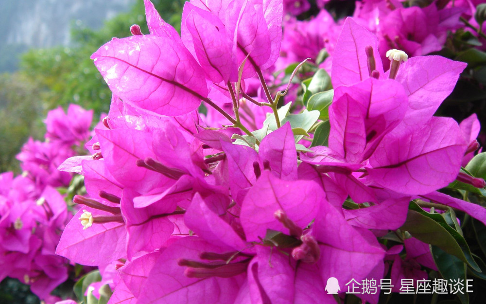 5月17日星座运势 金牛突破自我 狮子刮目相看 摩羯提高警惕 腾讯新闻