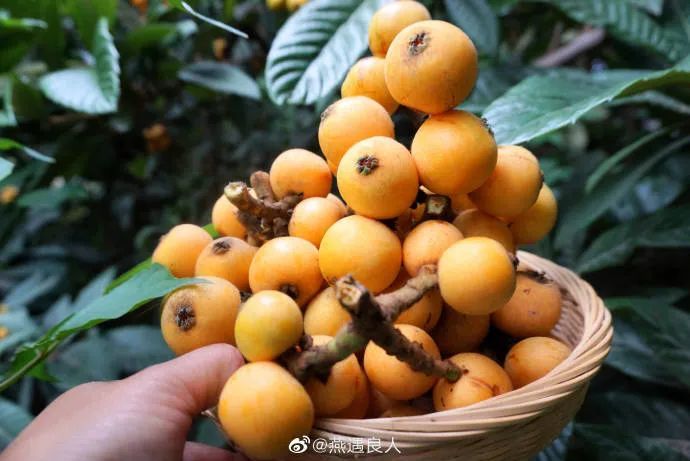 果中南京食中夏走跟着诗人的食谱摘水果去