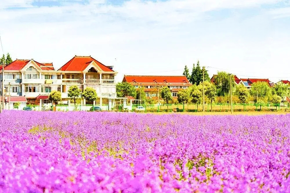 探文寻史诗意浓采摘赏味闲趣生来宝山月浦畅享郊野好风光