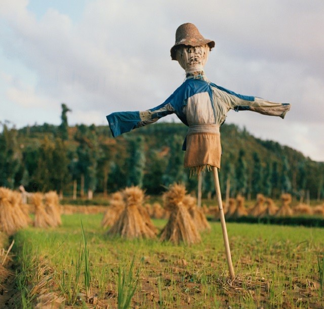 田野里的稻草人图片图片