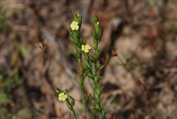 女巫的杂草世界级之一害