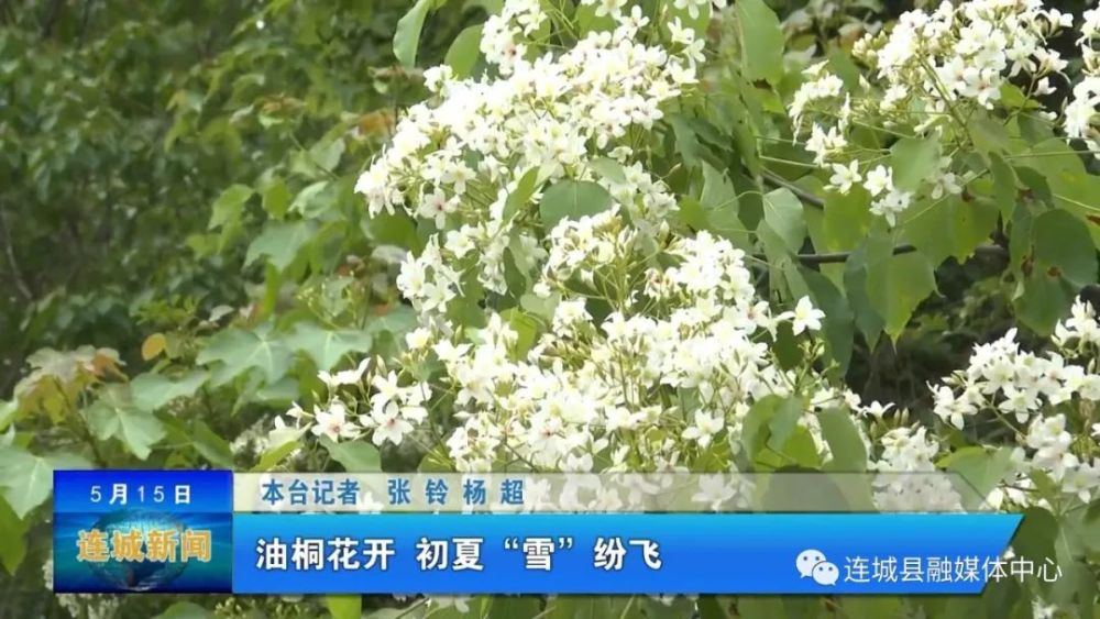 单条回放 连城 油桐花开初夏 雪 纷飞 腾讯新闻