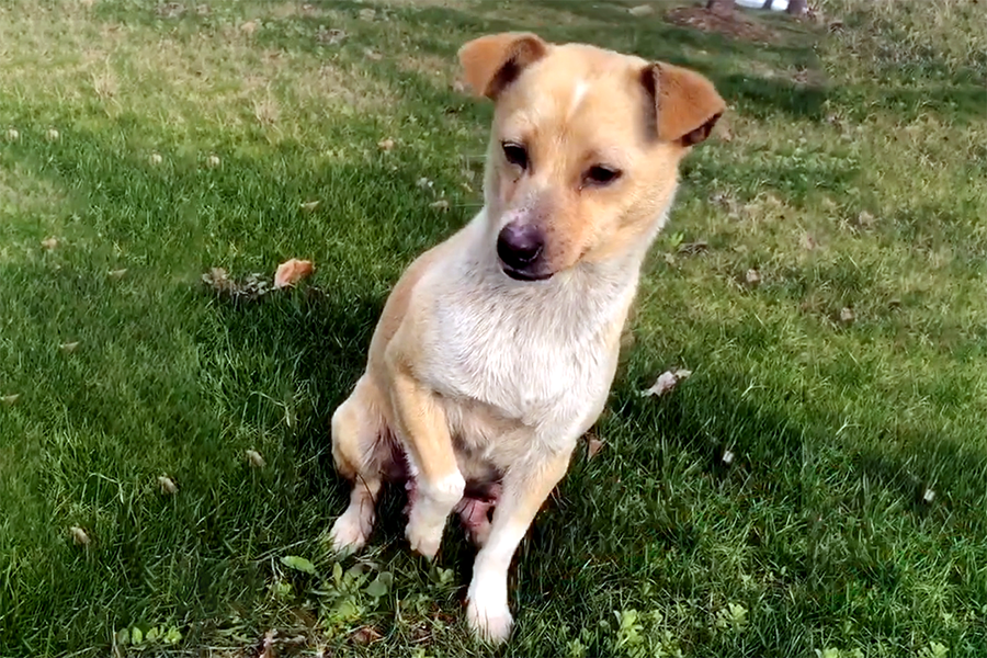 戏精狗妈妈装瘸行骗,骗来的食物竟不给小狗吃?