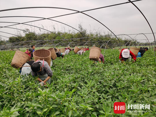 自贡大安贫困户靠种植海椒脱贫实现家门口稳定创收 腾讯新闻