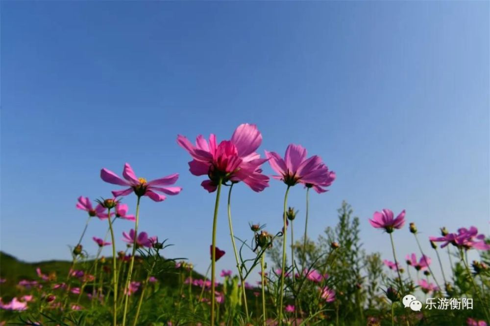 点进来闻花香常宁这里的300多亩花开正好就等你来