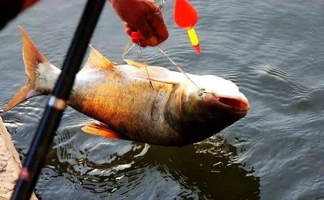 "浮钓鲢鳙"这种方法你试了吗?老钓友都在用,你还等什么呢?