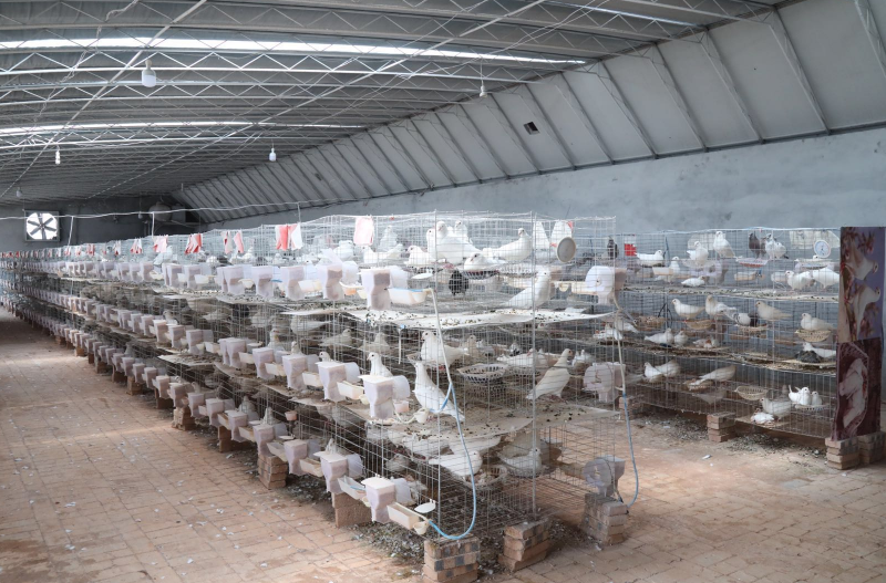 养鸽场干滩蘑菇种植基地五谷杂浪加工基地