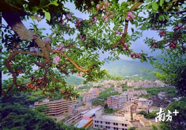 信宜钱排三华李品果节启动,市长果园直播为李打call