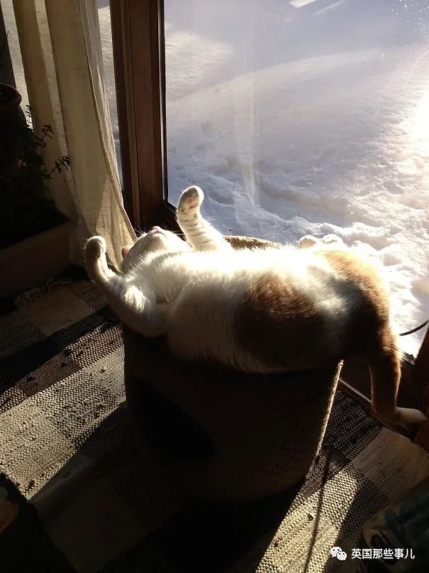 吸太阳的喵:阳光在哪,我就在哪.这一脸惬意的模样,好舒爽