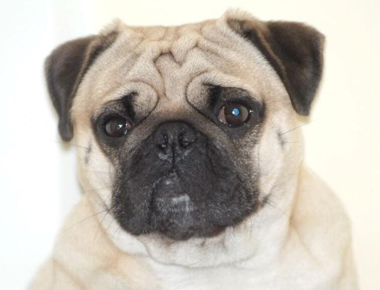 蠢萌的巴哥犬,活泼滑稽的样子,总能给主人带来快乐!