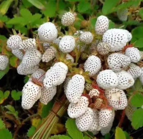 甘肃陇南16野生草莓 夏日舌尖上的美味