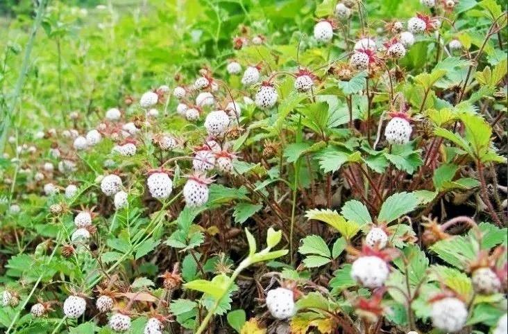 甘肃陇南野生草莓 夏日舌尖上的美味