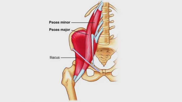 在现今的社会,每日在电脑前要坐8~10个小时,而我们的髋屈肌,甚至是