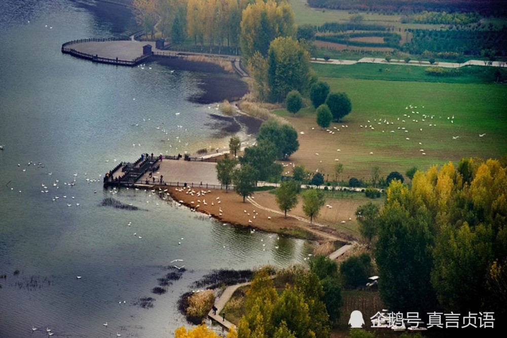 平陸大天鵝景區篇