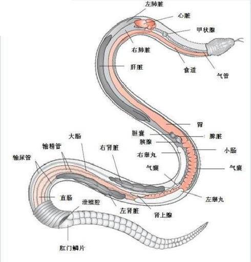 世界上最大的蛇是什么有天敌可以克制它们吗