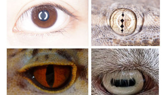 别看它有一双恶魔之瞳这是沪上博物馆第一个陆生脊椎动物的模式标本