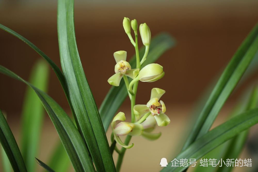 一株一两千的兰花花美高贵