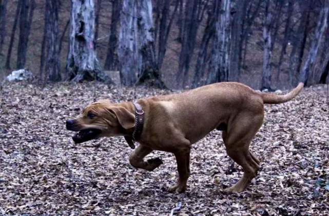 比特犬|猛犬|藏獒|土佐|日本