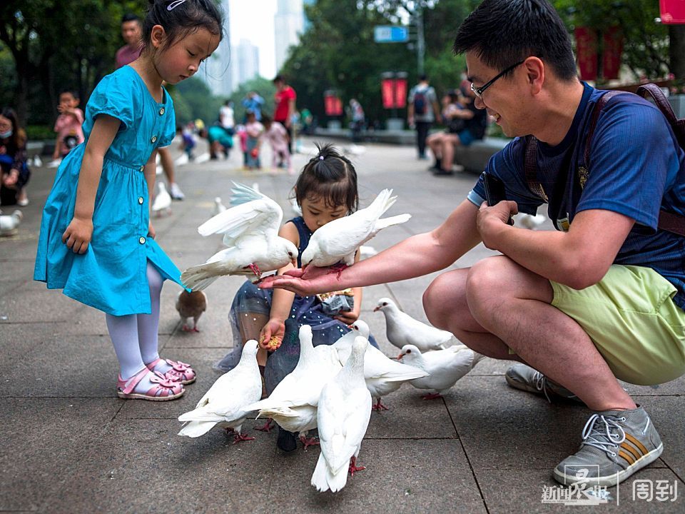 周末到人民广场喂鸽子鸽子撒欢人快乐