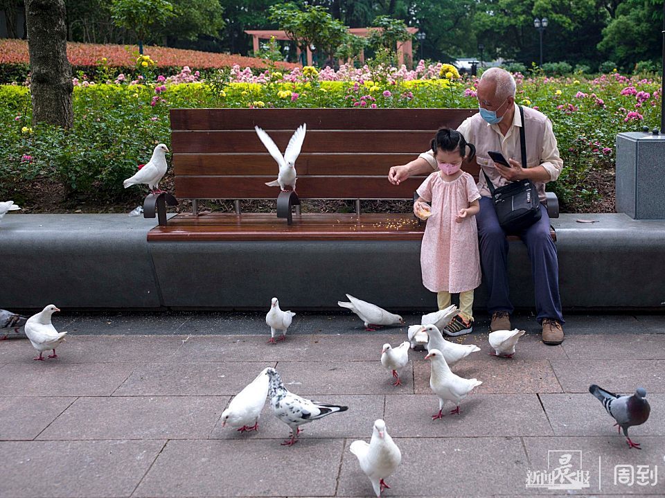 周末到人民广场喂鸽子鸽子撒欢人快乐