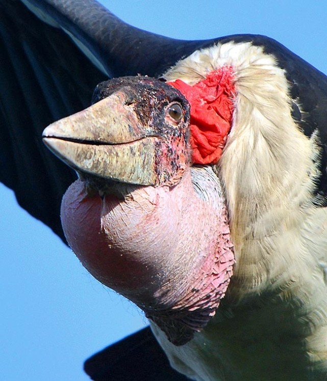 世界上最丑的鸟:秃头,长疮,吃腐食和垃圾,腿上全是便便