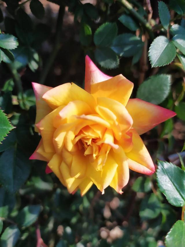 矮化月季"变色龙"——月季中的小可爱