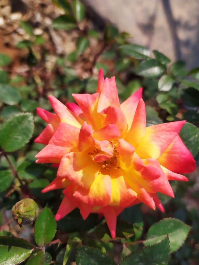 矮化月季"变色龙"——月季中的小可爱