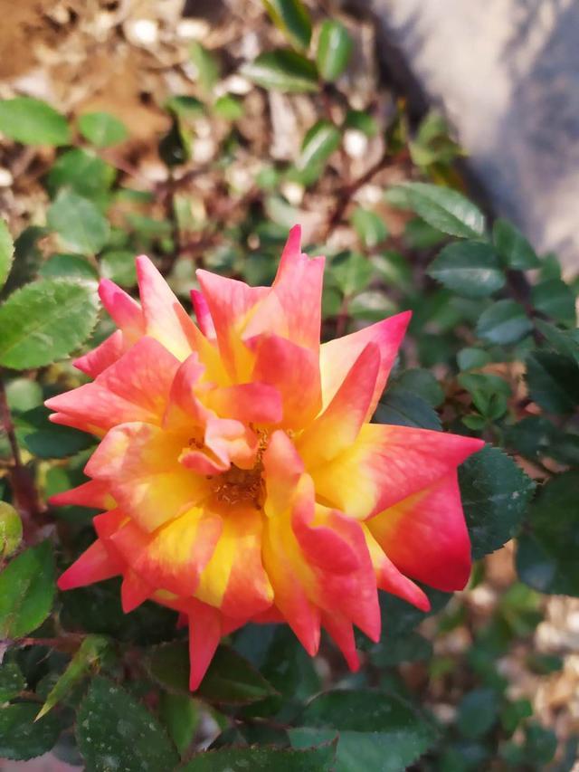 矮化月季"变色龙"——月季中的小可爱