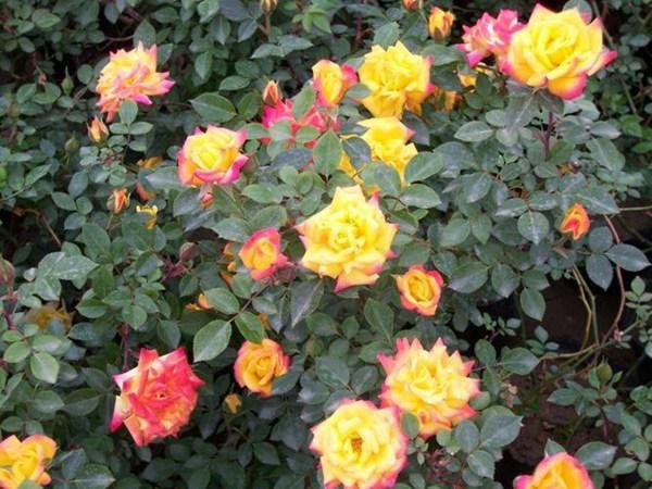 矮化月季"变色龙"——月季中的小可爱