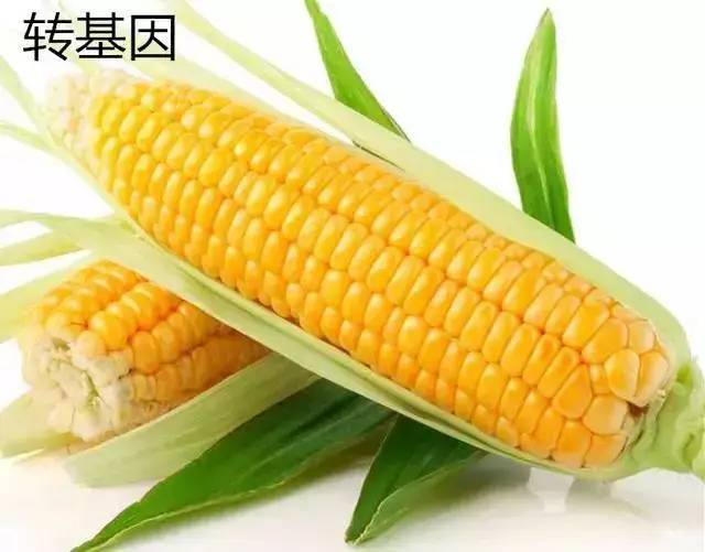 转基因与非转基因的区别