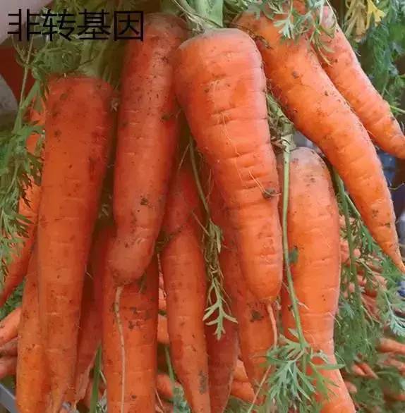 转基因胡萝卜表面相对较光滑,形状笔直,尾部有时比中间还粗,且头部是