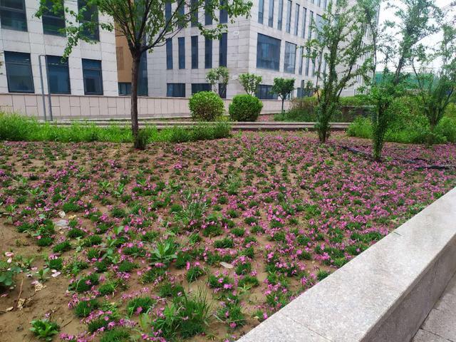 现代化的科技园区绿化见闻分析