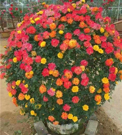 精心编织的造型月季——月季花球