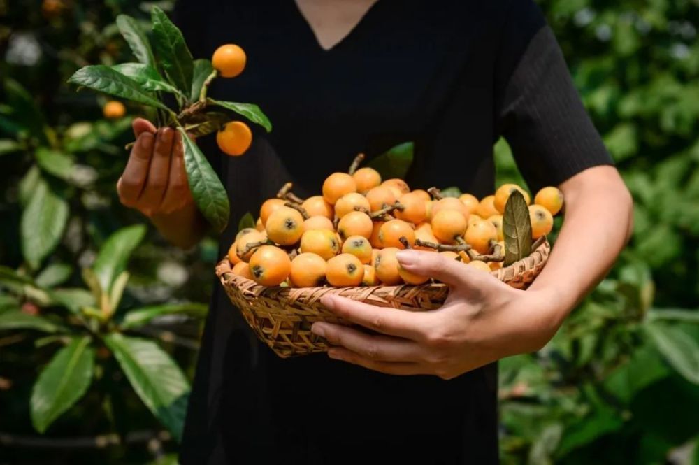 又双叒堵车了论苏州人究竟有多爱吃枇杷