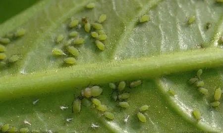 夏天到了 月季花爱生虫 教你几个小方法 轻松应对六大虫害 建议收藏 腾讯新闻