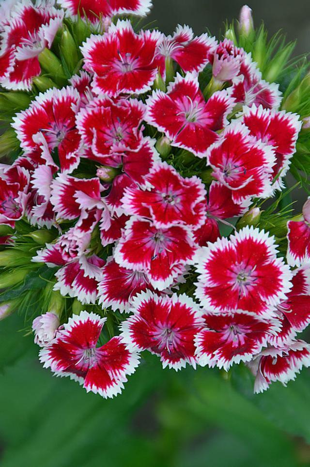 长得好看又好养没养过的花的人试试石竹错不了