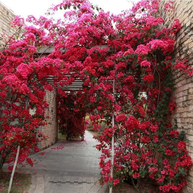 一种很好养的爬藤花 新手也能养出花墙的效果 放在盆里就能成活 腾讯新闻